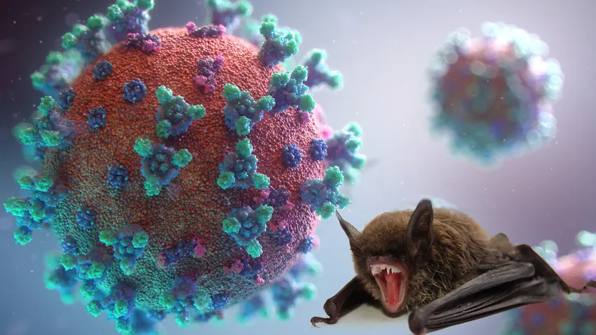 Yarasalarda yeni virüs keşfedildi: 'Dünyanın gelecekteki pandemilere hazırlanması gerek'
