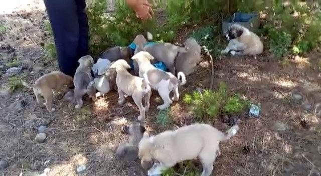 Konya'da  ormana bırakılan  çok sayıda köpek yavrusu görenlerin tepkisini çekti