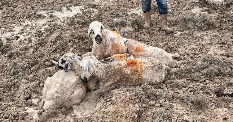 Konya'da Sel nedeniyle 103 küçükbaş hayvan telef oldu