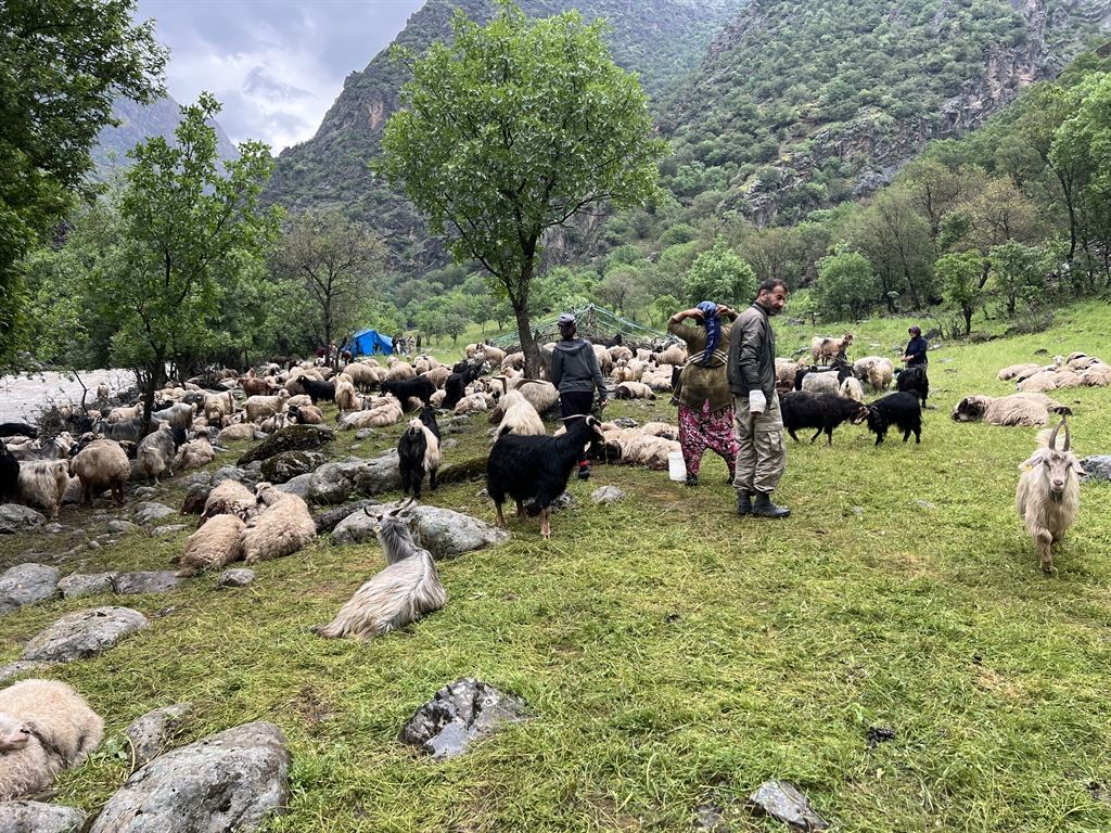 Yüksekova'da berivanların zorlu yayla yolculuğu başladı