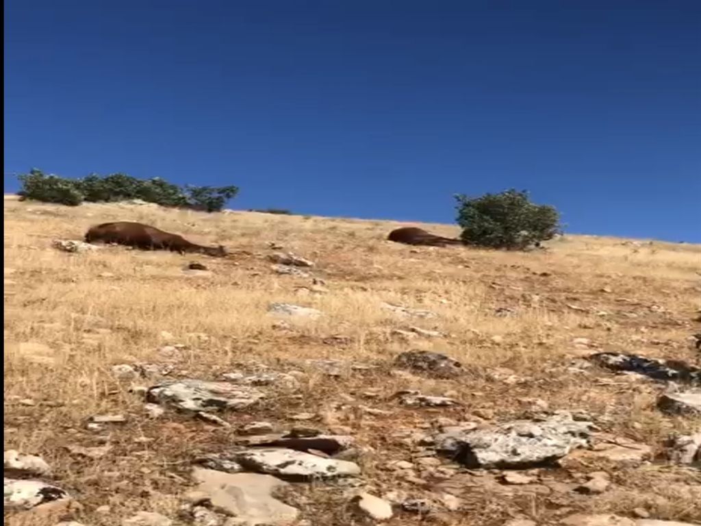 Batman'da silahla vurulmuş halde 7 yılkı atı bulundu