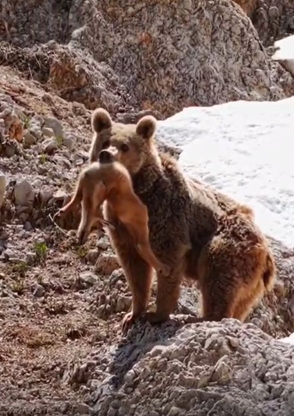 Bozayı yavru dağ keçisini avladı; o anları Bursalı fotoğrafçı görüntüledi