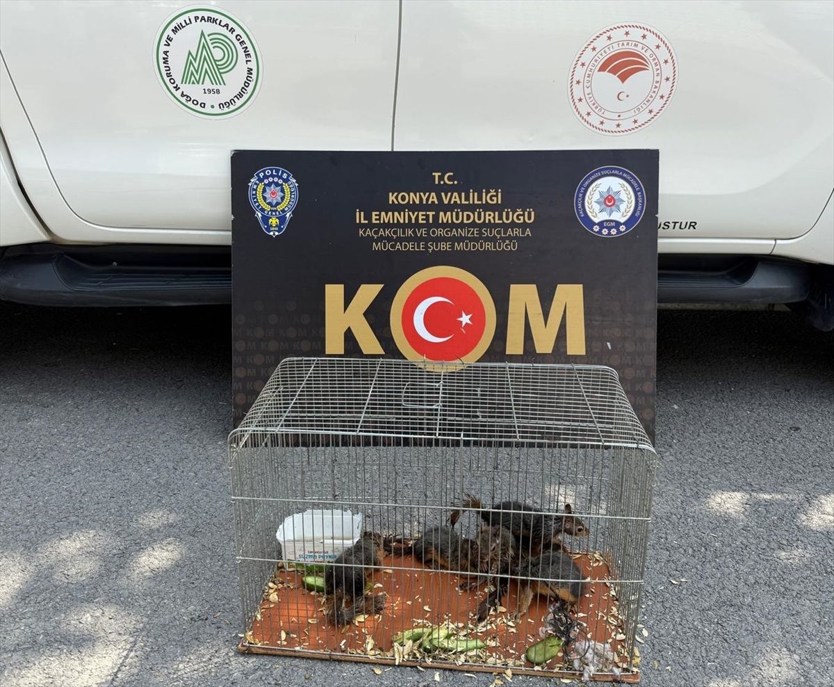Konya'da nesli tükenme tehlikesi altındaki sincap türünü satışa çıkaran kişi gözaltına alındı