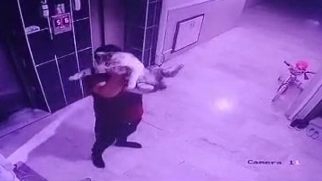 Konya'da  kediyi yere fırlatan şüpheliye gözaltı
