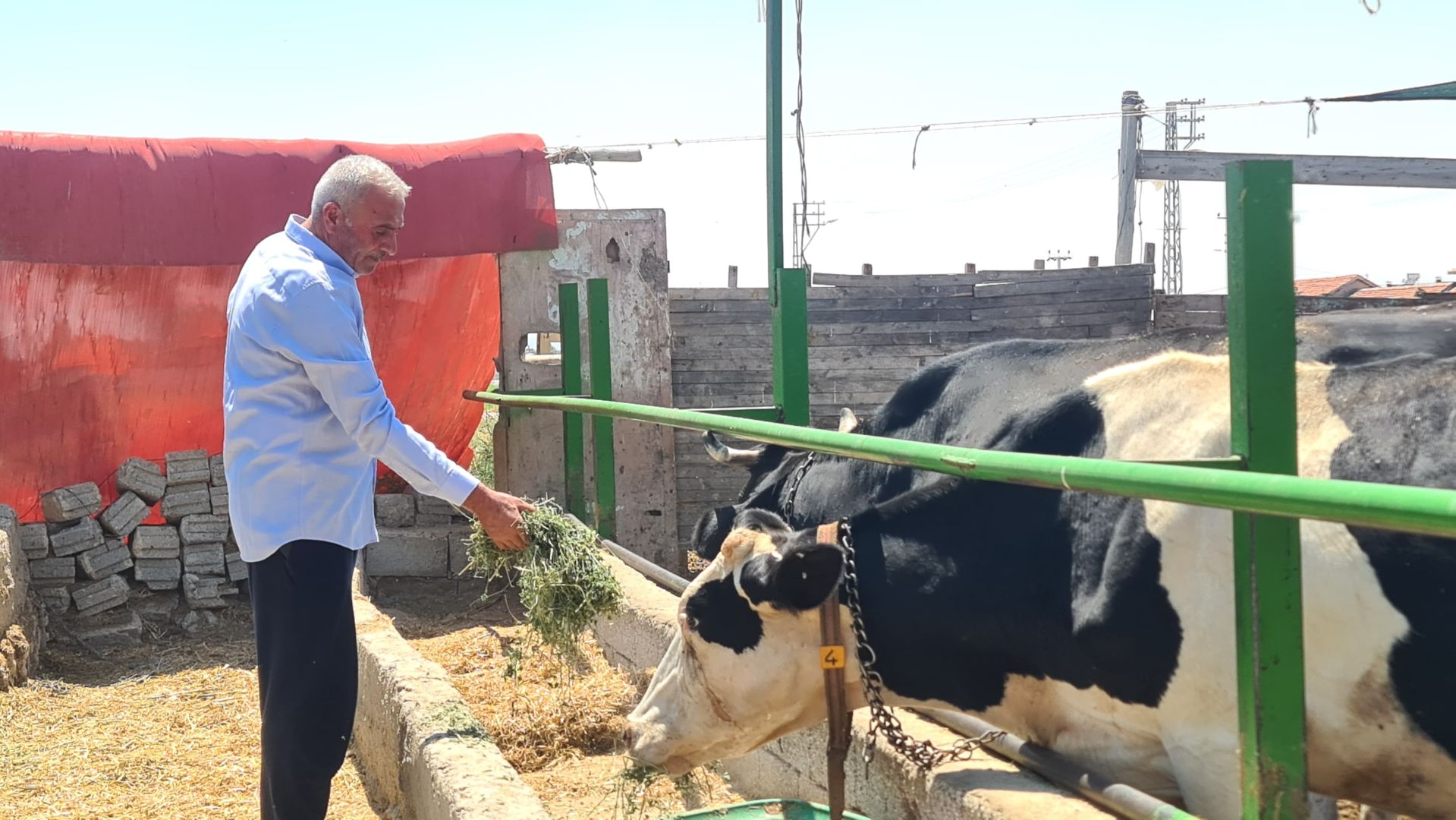 Konya’da süt var, para yok: Çiftçi borç batağında! 