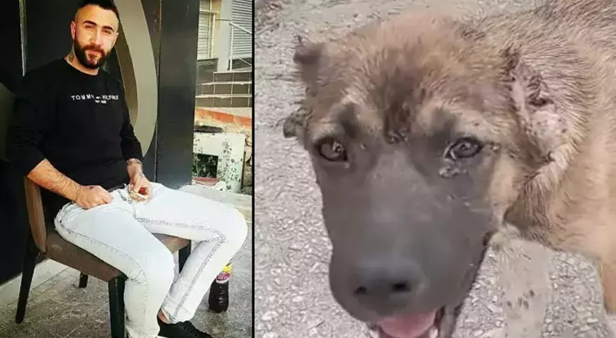  Köpeğin kulağını kesip, işkence yapan şüpheli tutuklandı
