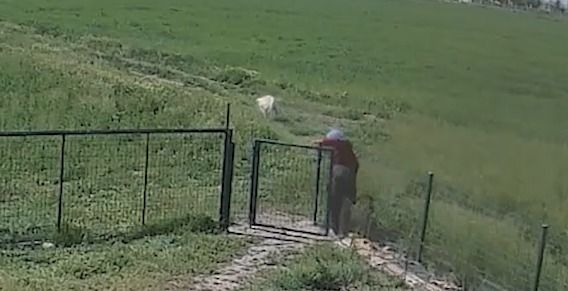 Veteriner Raporu Gerçeği Ortaya Koydu: Yeşilova’da Köpeğe Tecavüz 