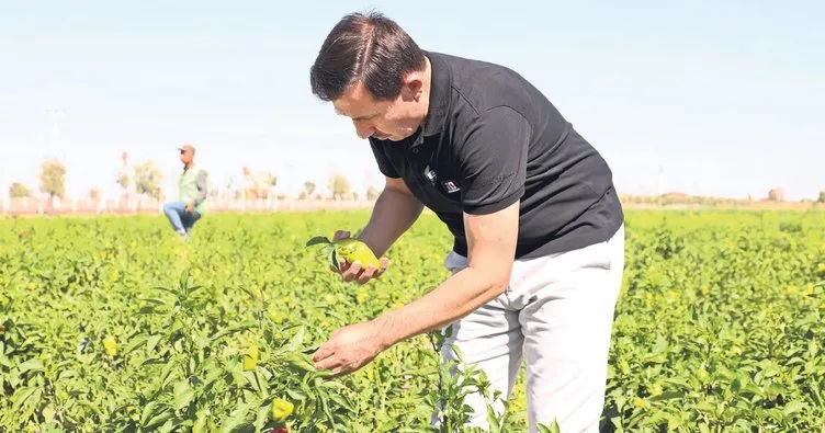Binlerce yıllık ata tohumları Karatay’da hayat buluyor
