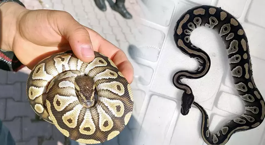 Yer: Konya! Cebinden piton çıktı, ekipler harekete geçti