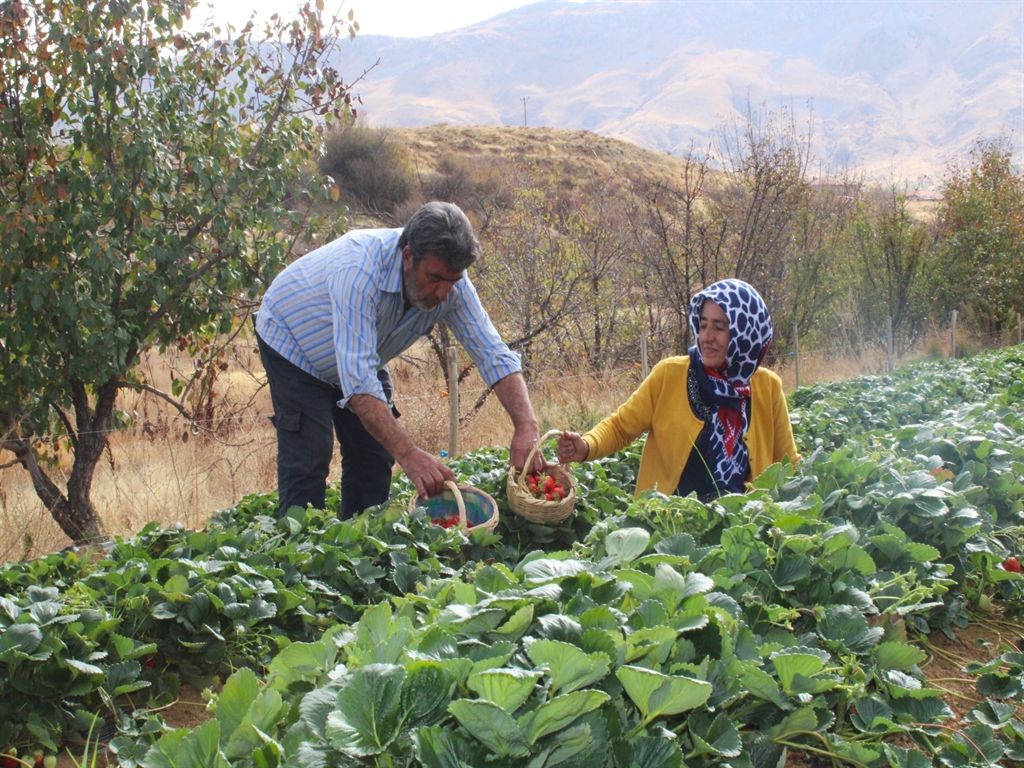 Hobi olarak başladığı çilek üreticiliği geçim kaynakları oldu