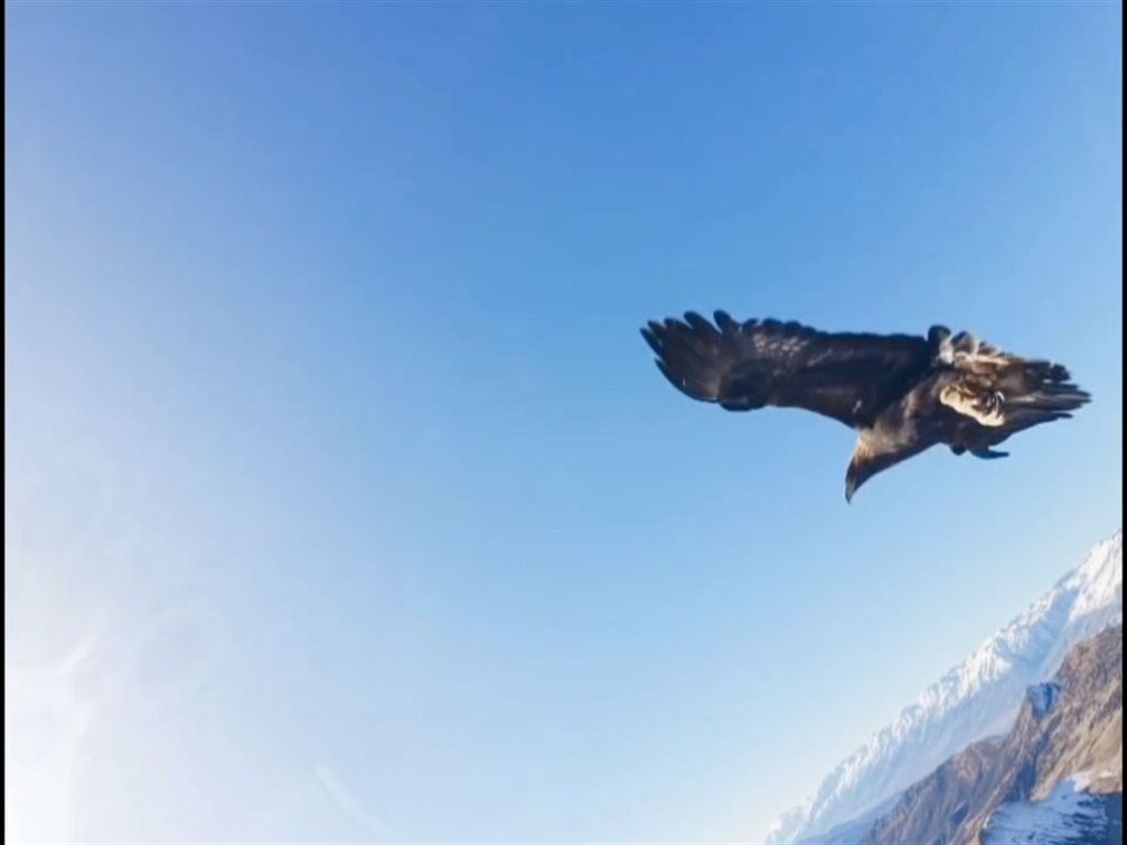 Kartalın kaptığı dron 6 saatlik tırmanışla geri alındı; o anlar kamerada