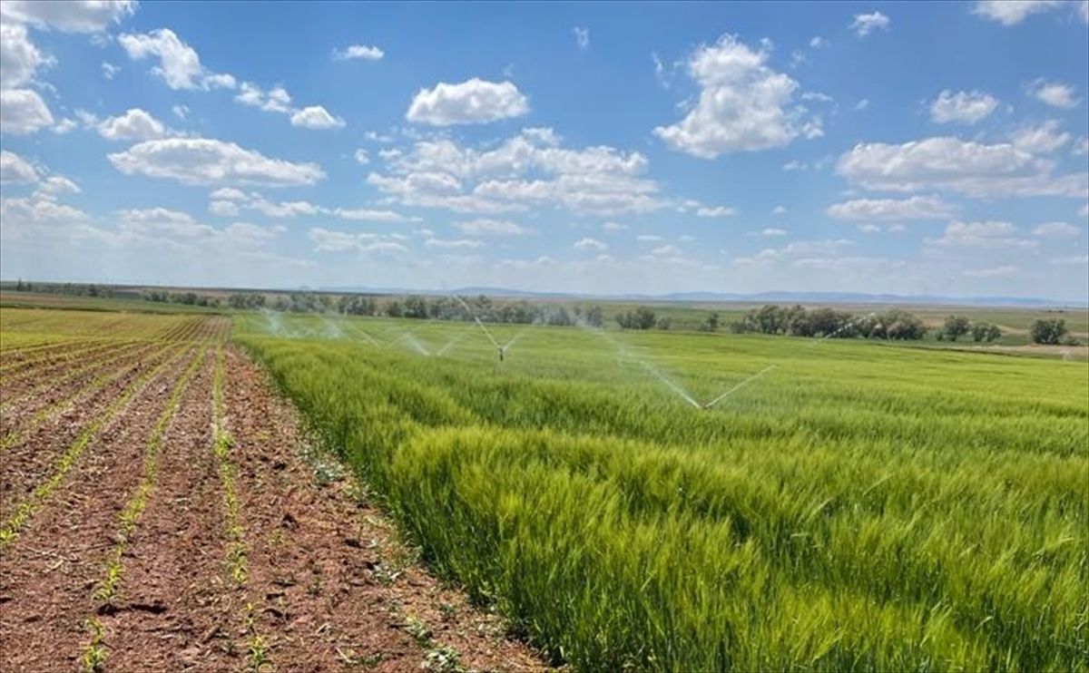 Konya Ovası'nda "iklim dostu" tarım modeli hayata geçiriliyor
