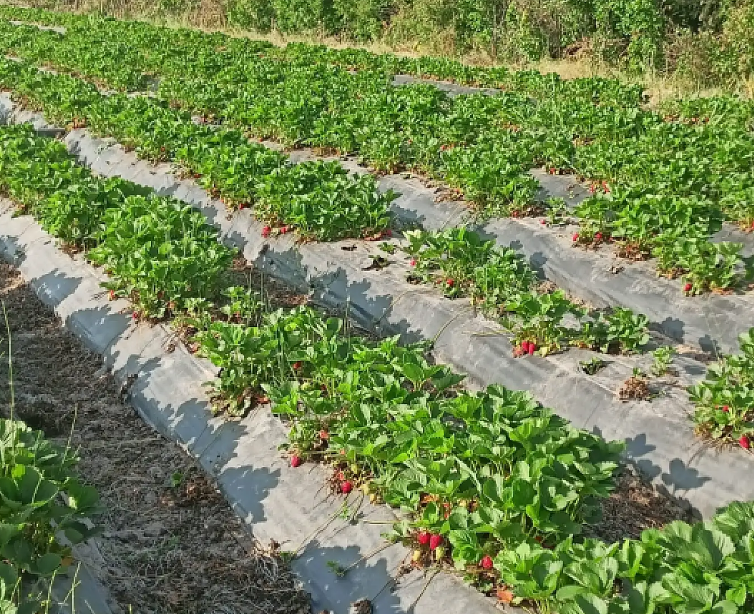 Konya’nın bir lezzetti daha tescillendi!