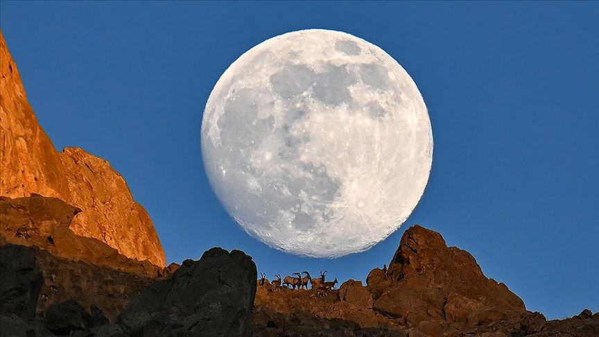 Van'da dağın zirvesindeki yaban keçileri dolunayla birlikte görüntülendi