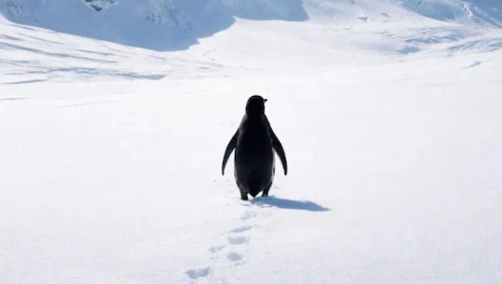 Gündemde olan Penguen olayı nedir? Penguen akımı nedir? penguen neyi anlatıyor?