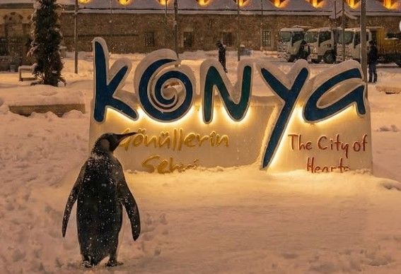 Nihilist penguen Konya’yı geziyor! Görüntüler viral oldu