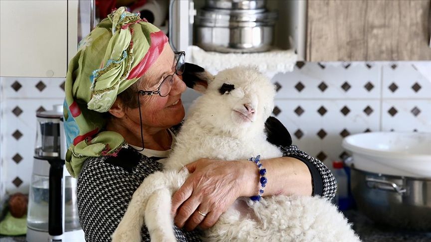 Kuzusunu yanından ayırmayan kadın görme engelli buzağıya da ışık oluyor