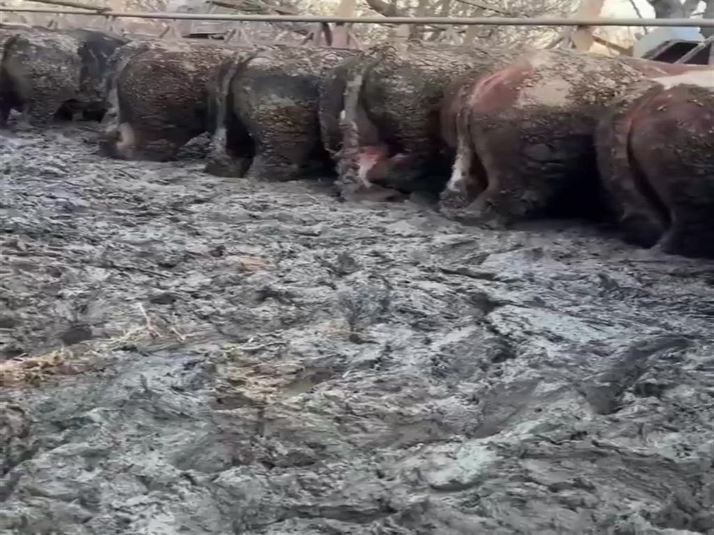 Konya'da hijyen koşulları yetersiz olan hayvancılık işletmesi hakkında suç duyurusu