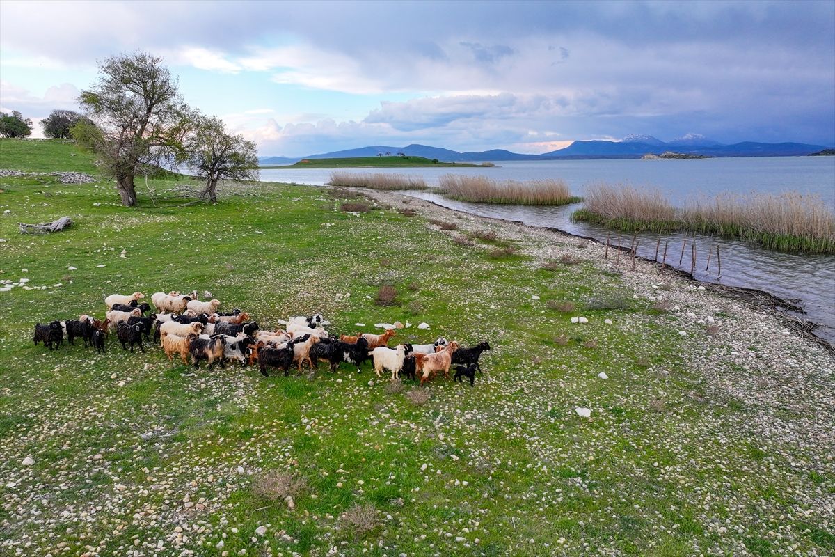 Çobansız sürünün otu adadan, suyu gölden