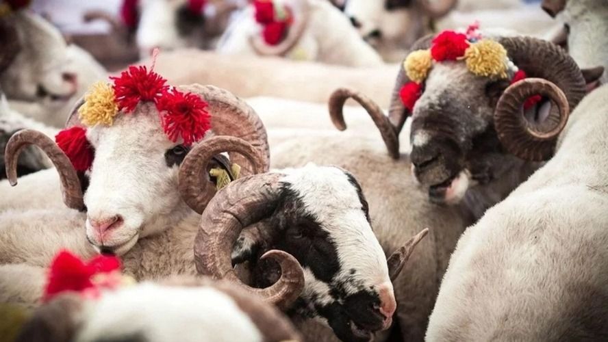 Konya’da kurban kesimi altınla yarışıyor: Fiyatlar dudak uçuklattı!