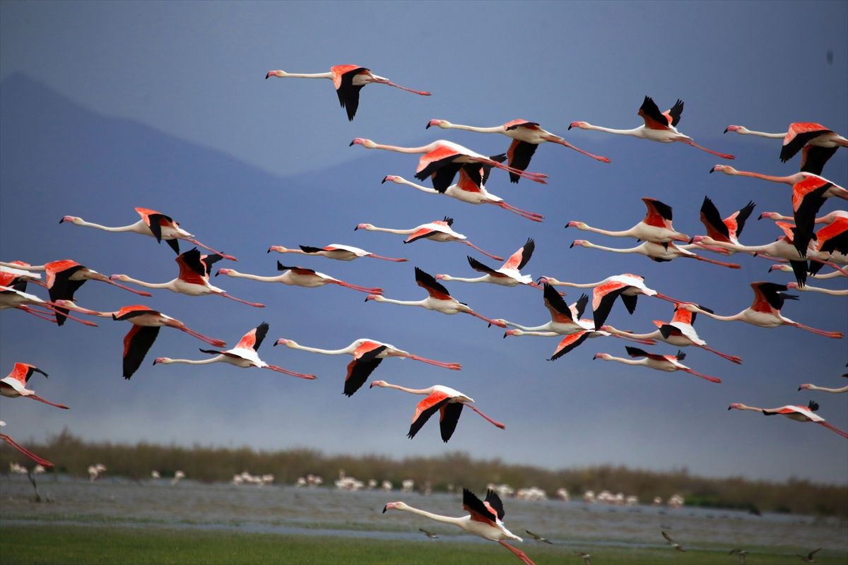 Akgöl Sazlıkları hafta sonu doğa tutkunlarının tercihleri arasında bulunuyor
