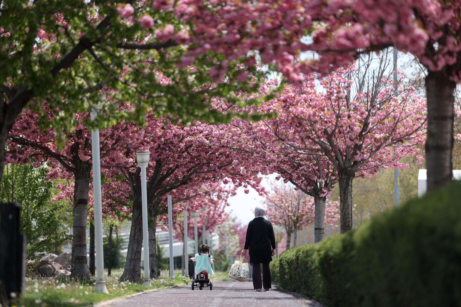 Sakuralar İçin Japonya’ya Gitmenize Gerek Yok; Konya’da Sakura Mevsimi Başladı