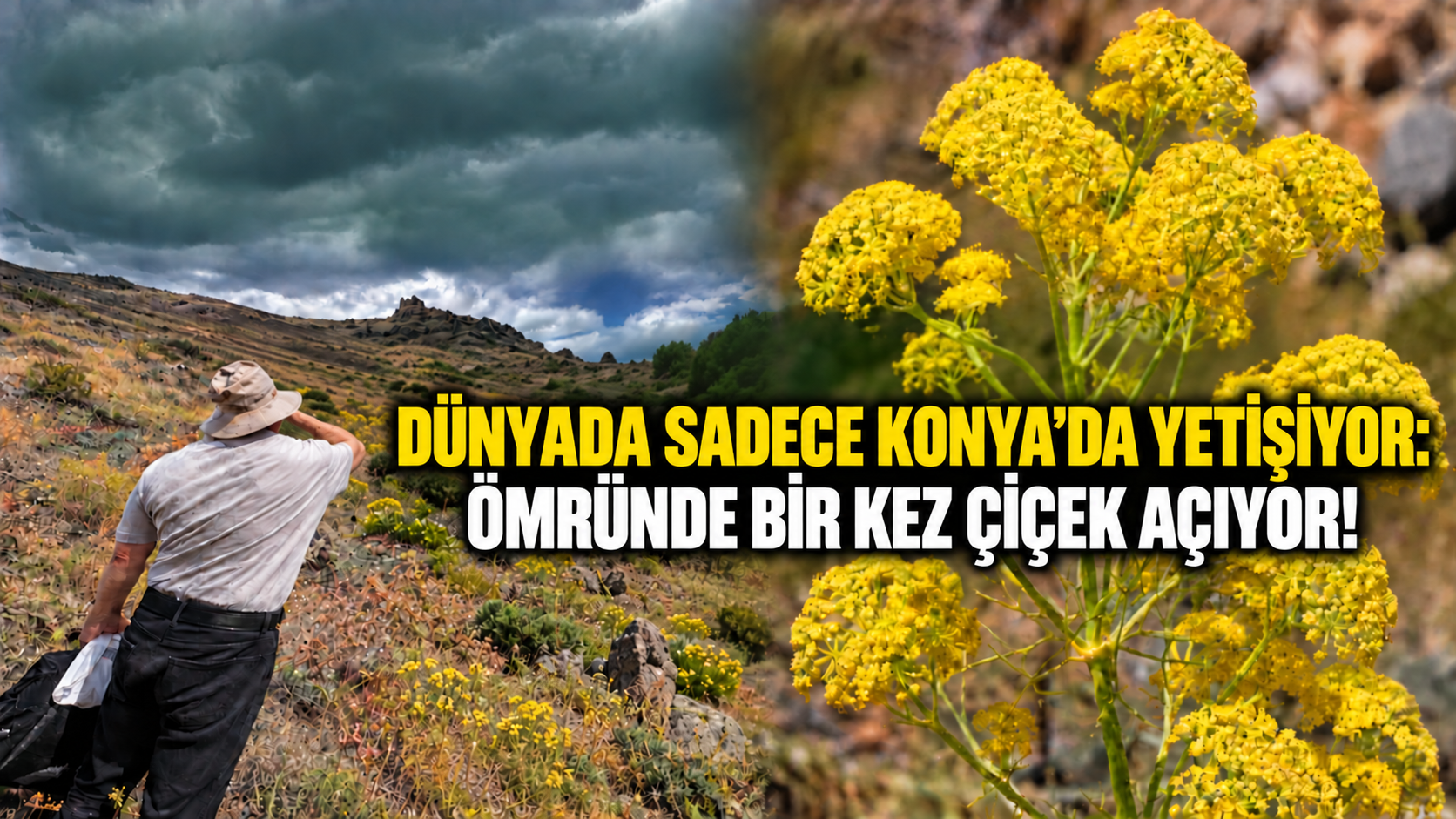Dünyada sadece Konya’da yetişiyor: Ömründe bir kez çiçek açıyor!