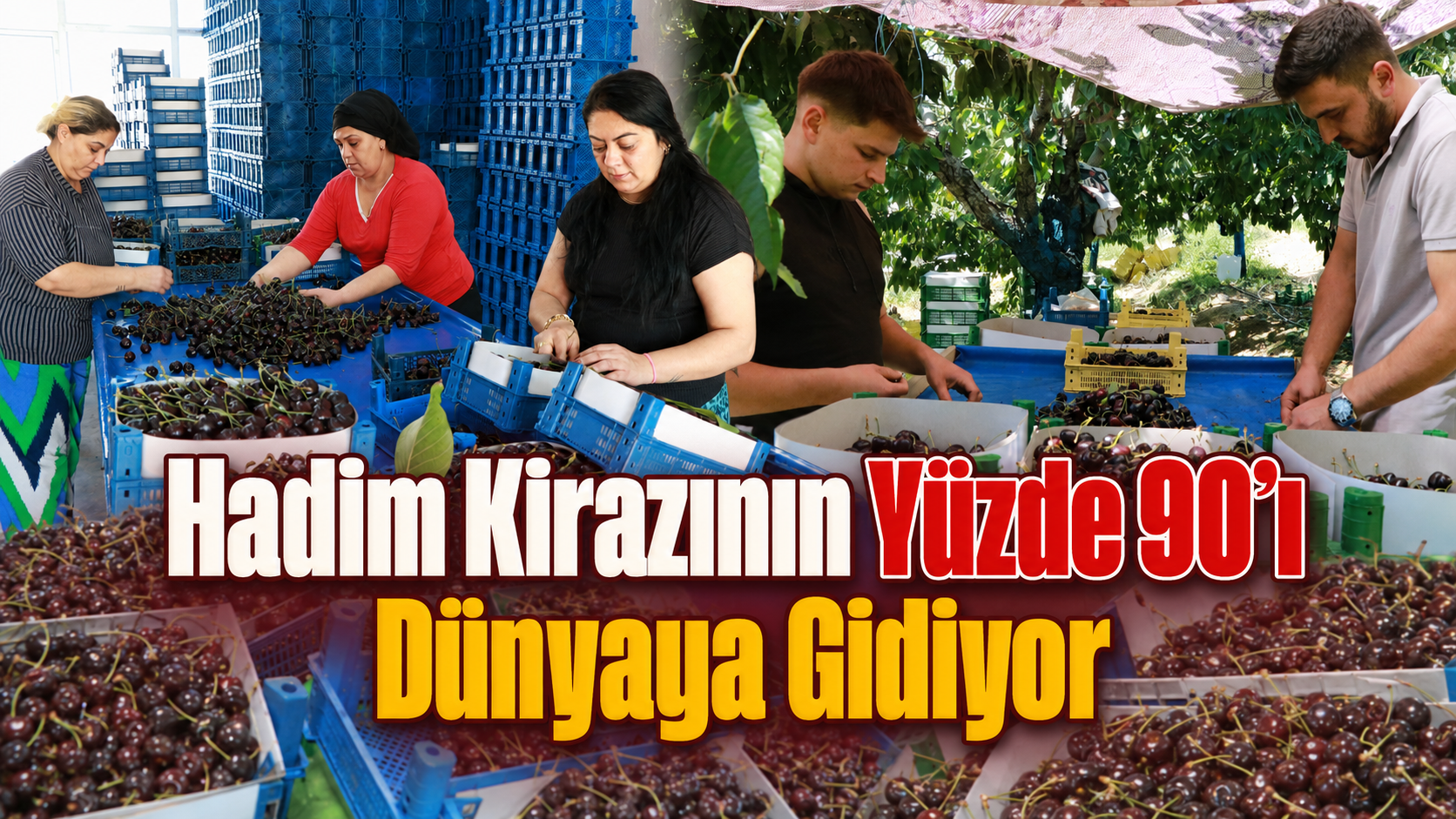 Hadim Kirazının Yüzde 90’ı Dünyaya Gidiyor